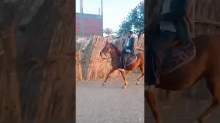 الضوء الشارد 