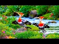 Download Lagu Calming Birds with Instrumental | Relaxing Nature Music for Stress Relief \u0026 Inner Peace
