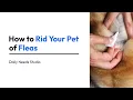 Download Lagu How to Rid Your Pet of Fleas | Daily Needs Studio