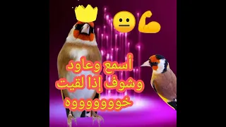 Maknin Khalwi شون مقنين خلوي 