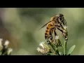 Nikon D850 - Beautifully Detailed Macro With Nikkor 200-500mm Crops and Full Frame Examples