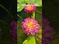 Download Lagu Rare Water Lily You’ve Probably Never Seen Before🌸~Nymphaea Bussaya