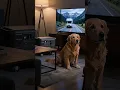 Power Outage Dog s Got It Covered