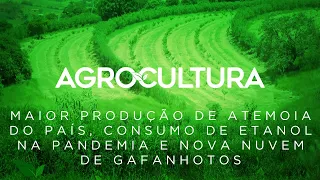 Plantação de atemoia em São Paulo e baixa demanda do etanol durante a pandemia | AgroCultura