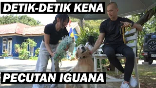 JUNIOR KENALAN SM IGUANA MONSTER! 😱