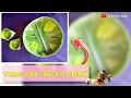 Download Lagu Membuat Tamas dan Tangkih Clemik