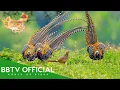 Download Lagu Birds Of China | Most Beautiful Birds in China You’ve Never Seen Before | BBTV Official