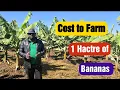 Lagu How Much Does 1 Hectare of Banana Farming Actually Cost? Full Breakdown Revealed