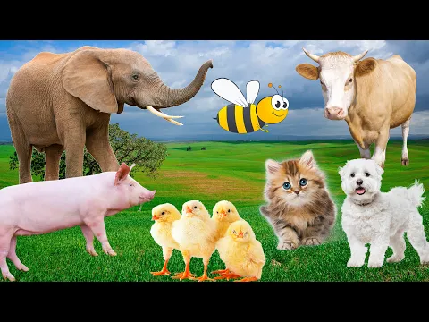 Download MP3 Farm animals, animal sounds: cow, chicken, pig, elephant, duck, cat sound