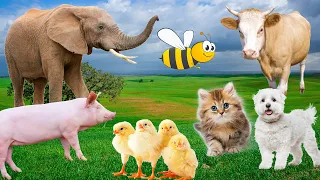 Download Farm animals, animal sounds: cow, chicken, pig, elephant, duck, cat sound MP3