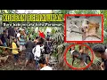 Lagu TRAGIS❗SERANGAN BALIK BABI HUTAN GUGURKAN TIGA EKOR ANJING PEMBURU | Buru Babi Wisata Kota Pariaman.