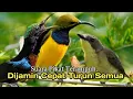 Download Lagu Suara Pikat Khusus, Burung Sogon. Kolibri. Remetuk Laut. AMPUH