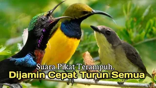 suara pikat khusus burung sogon kolibri remetuk laut ampuh