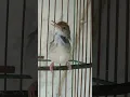 burung ciang ciang jantan gacor #shortsfeed