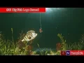 Free After Effects Intro Template Big Fish Logo Reveal Template