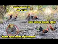 Download Lagu POIN AYAM HUTAN SUMATRA TAJI SAMURAI  || di hutan sawit