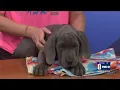 Coffee Conversation Animal Allies Humane Society visits with Great Dane puppies