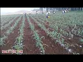 Download Lagu Cara  Tanam Jagung Pembibitan Dari Awal Hingga Panen