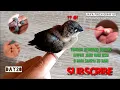 Download Lagu MERAWAT burung emprit Jawa usia 0-20 hari|bird grows