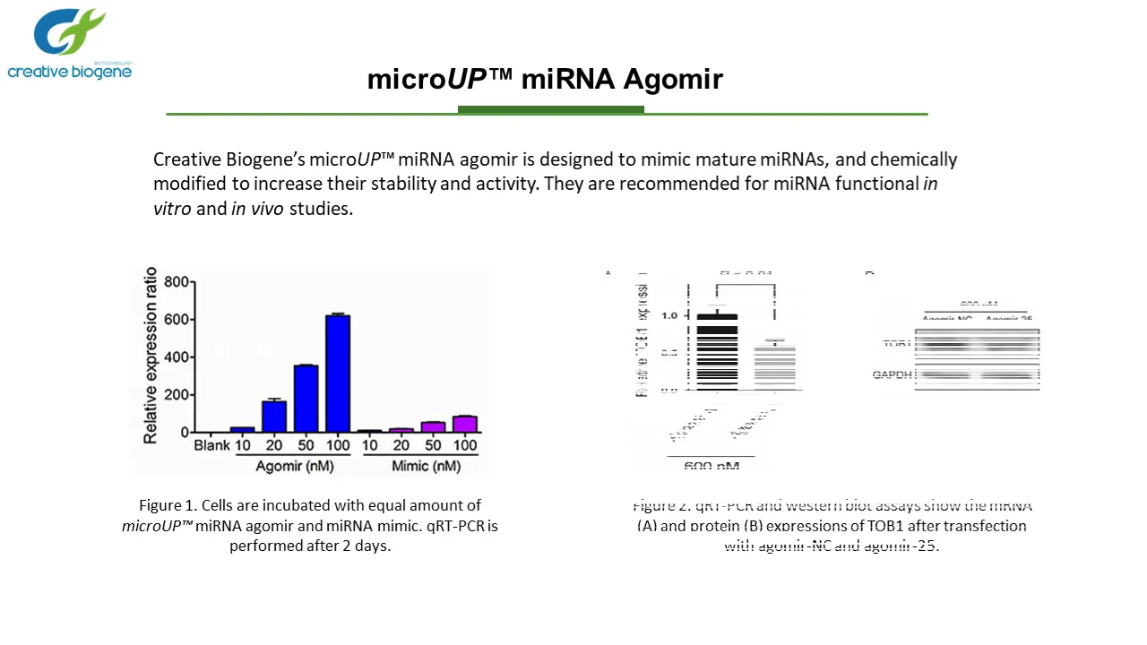 MiRNA Agomir & Antagomir Synthesis Service