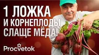 МОРКОВИ И СВЁКЛЕ В АВГУСТЕ НУЖНО КАК ВОЗДУХ! Финальная подкормка на урожай и сладость