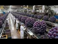 Lagu Inside the Factory: How grapes are transformed into the world's most expensive wine (Full Process)