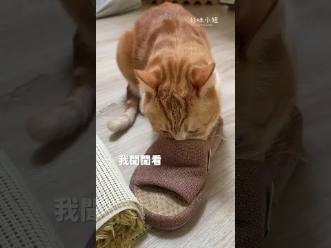 我的拖鞋啊啊啊 😫 #cat #貓咪日常 #寵物 #貓咪 #cute