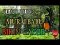 Download Lagu AMPUH 100% ‼️TERAPI DAN MASTERAN MURAI BATU Gemericik Air +  Suara Murai Betina