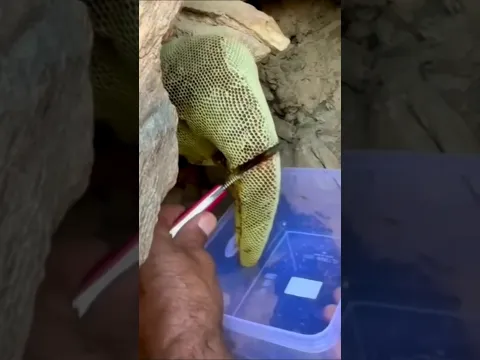 خلية عسل بوطويق من موسم السدر الحمدلله
