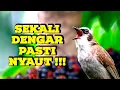 Download Lagu Trucukan mana YANG GAK NYAUT dan IKUT TARUNG dengan trucukan Ropel Panjang ini