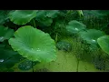 Download Lagu Rain Sounds for Sleeping 30 minutes | Lotus Leaves