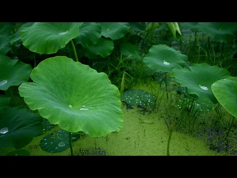 Download MP3 Rain Sounds for Sleeping 30 minutes | Lotus Leaves