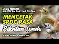 Download Lagu MASTERAN BURUNG SIKATAN LONDO ! ISIAN MEWAH UNTUK SRDC DAN BURUNG LOMBA LAINNYA