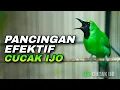 Lagu PANCINGAN EFEKTIF CUCAK IJO GACOR FULL BUKA PARUH COCOK UNTUK DONGKRAK EMOSI - MENTAL TARUNG