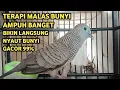 Lagu Perkutut Lokal Gacor Suara Super Kristal - Pancingan Malas Bunyi  (99%AMPUH BANGET)