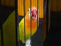 Download Lagu Pancingan Suara lovebird Ngetik Sambung ngekek ....