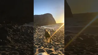#fyp #dream #sunset #doberman #pets