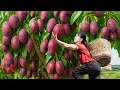 Download Lagu Harvesting 1000+ Giant Marian Plum Mangoes \u0026 Making Mango Salad | From Garden To Table