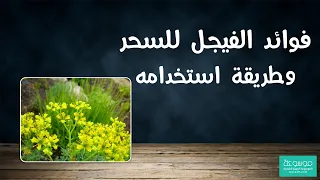 كيفية استخدام الفيجل للسحر وعلاج أذى الجن وأهم فوائده دندنها