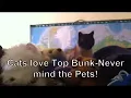 Psycho Siamese Cats jump