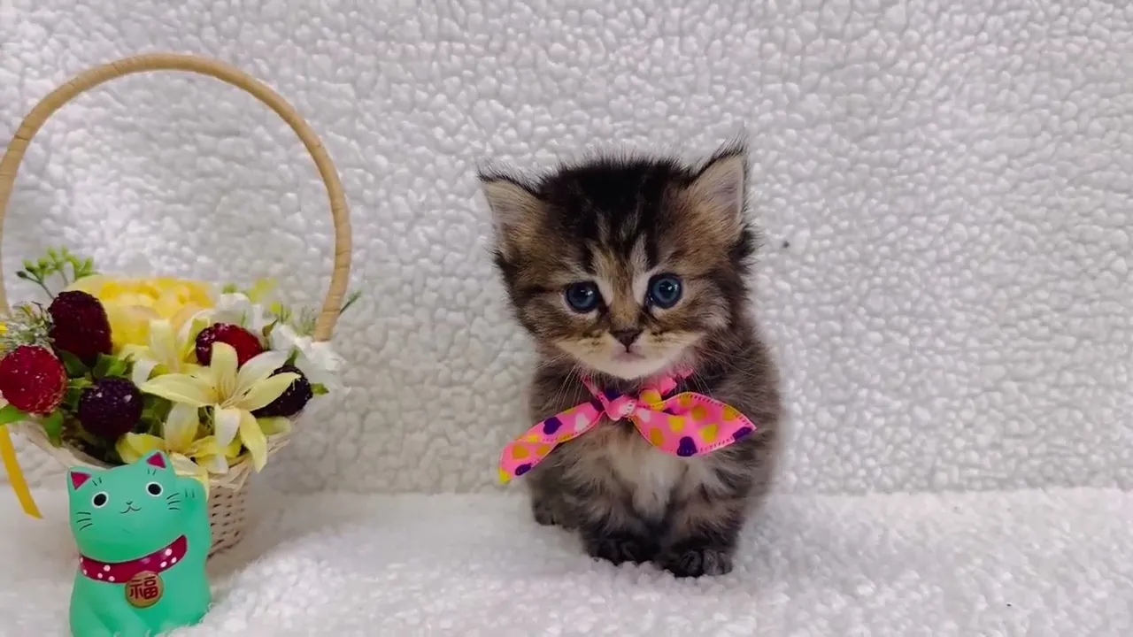 動画