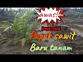 Download Lagu PUPUK DASAR TANAMAN SAWIT || usia tanam 1 bulan