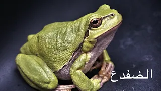 صوت الضفدع بالليل دندنها