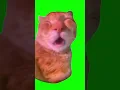 Download Lagu Talking Cat Meme #shorts  #catmeme #greenscreen