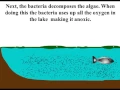 Eutrophication Animation
