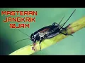 Download Lagu Masteran Jangkrik Durasi Panjang 10 Jam MP3 JERNIH