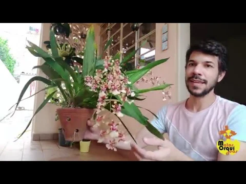 5 DICAS PARA A SHARRY BABY DAR MAIS HASTES FLORAIS (ORQUÍDEA CHOCOLATE)