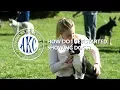 How Do I Get Started Showing Dogs Intro to AKC Dog Sports