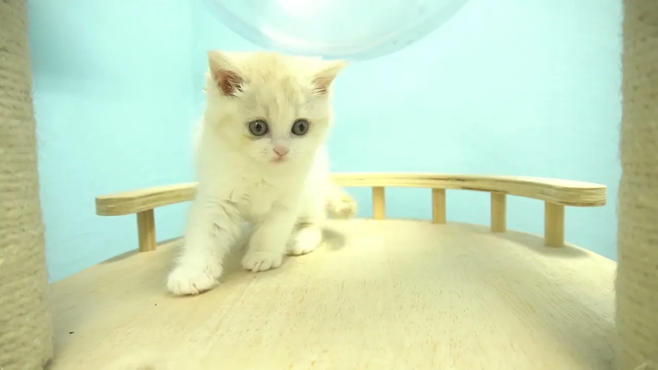 動画
