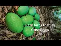 Rare birds that lay Green eggs